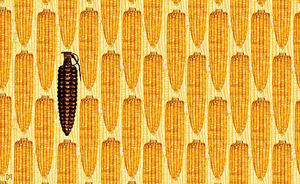 monsanto-s-gmo-corn-threatens1