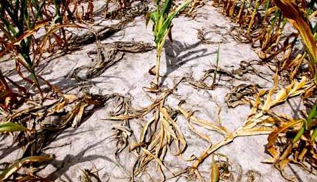 Climate change and Global warming : Drought in US : corn field